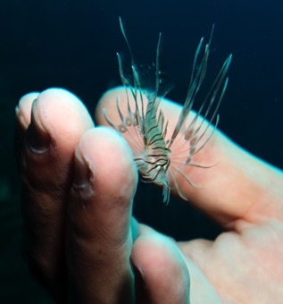 Baby Lionfish
